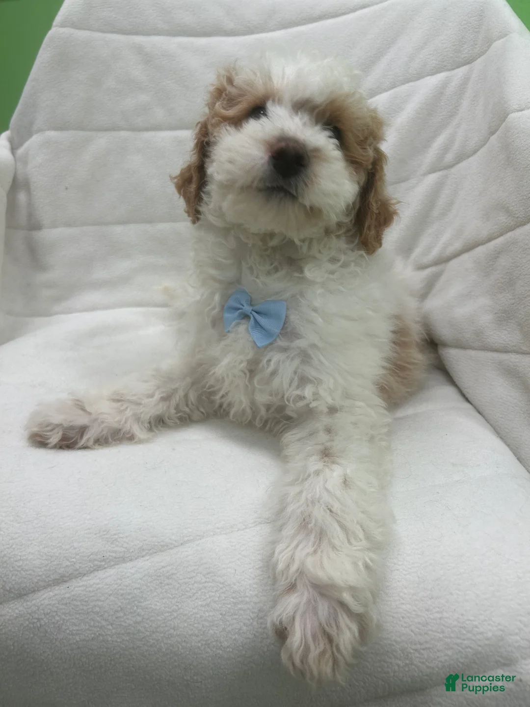 Mini Goldendoodle dogs for sale: Mini Goldendoodle Puppy 3 - Ad 3