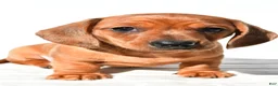 Dachshund dogs for sale: Tyler  - Ad 1