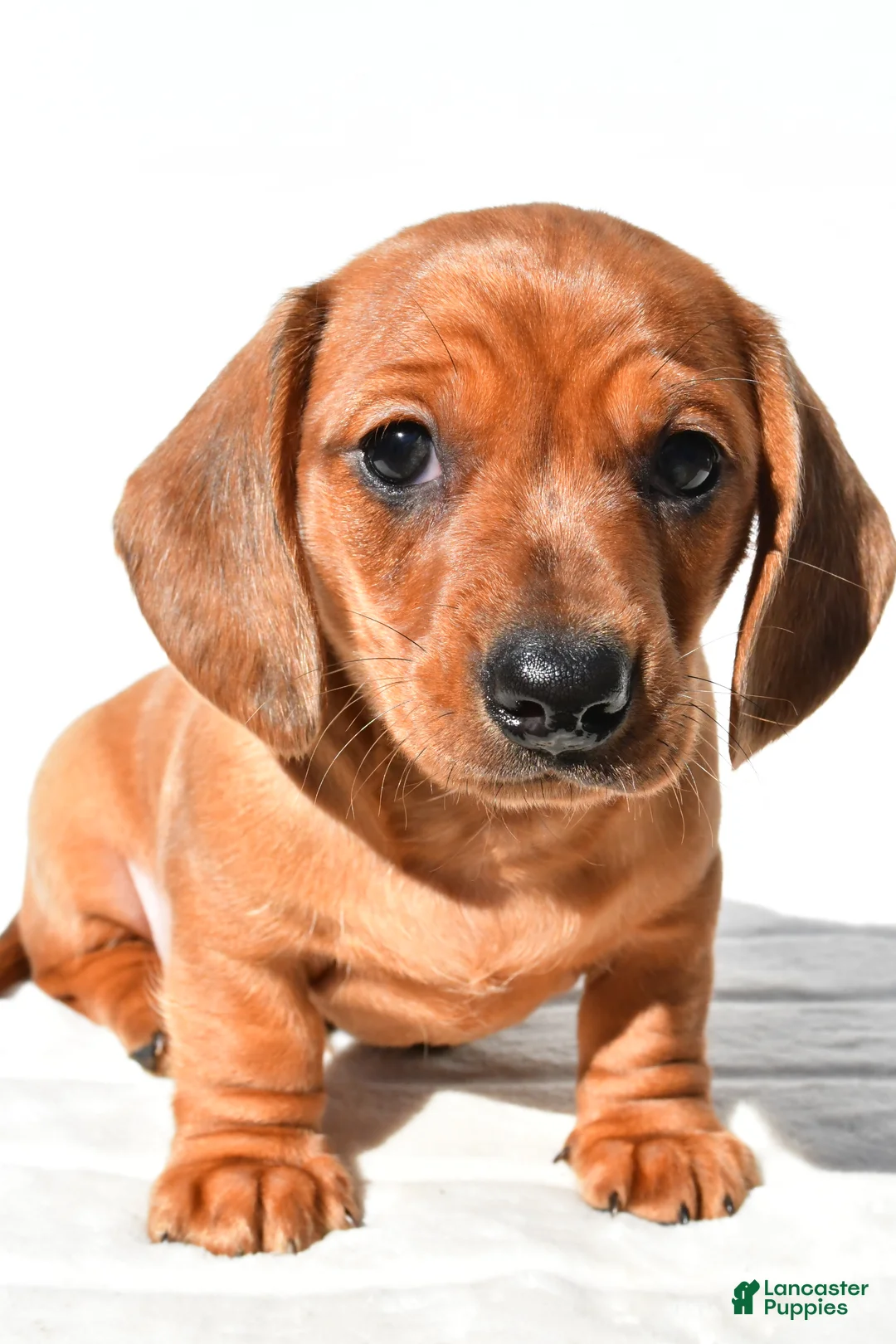 Dachshund dogs for sale: Tyler  - Ad 1