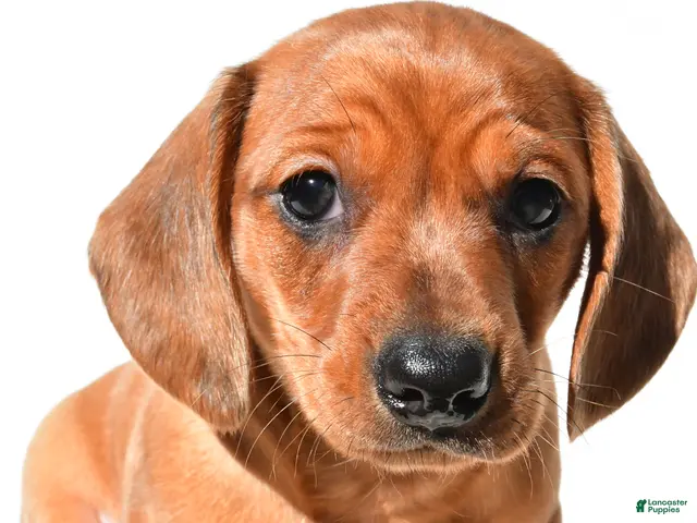 Dachshund dogs Tyler - Ad 1