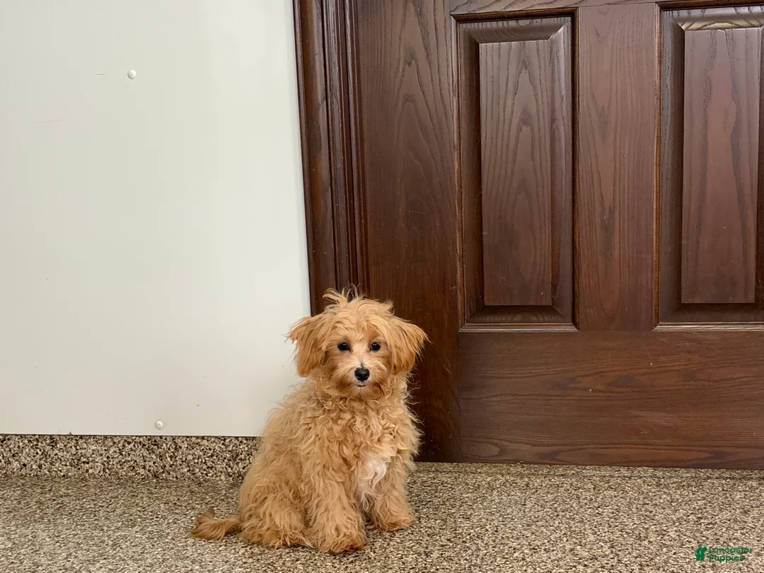 Maltipoo dogs for sale: Candy - Ad 3