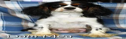 Cavalier King Charles Spaniel dogs for sale: Mitch - Ad 6