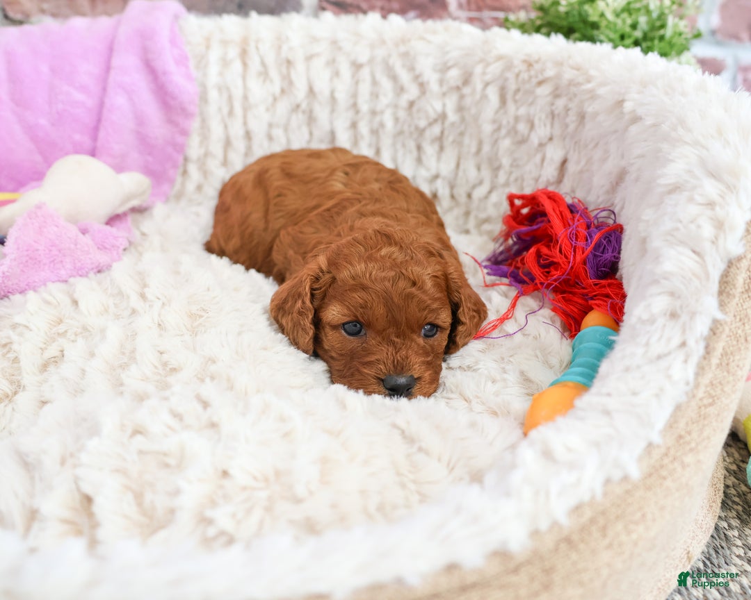 Cavapoo dogs for sale: Beauty  - Ad 9