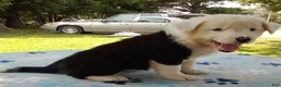Mixed Breed dogs for sale: Snow Cap - Ad 2