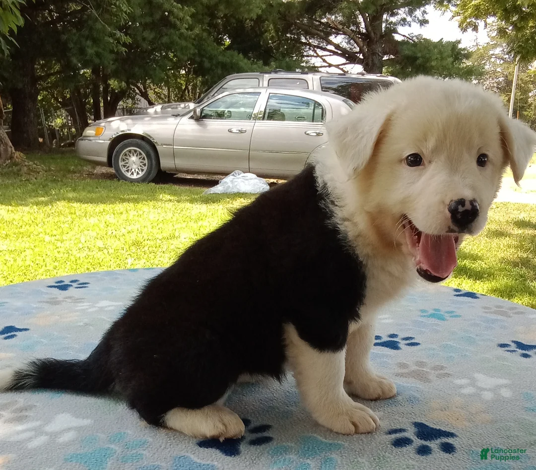 Mixed Breed dogs for sale: Snow Cap - Ad 2