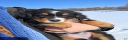 Bernese Mountain Dog dogs for sale: Bernese Mountain Dog Puppy 3 - Ad 5