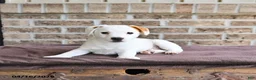 Jack Russell Terrier dogs for sale: Captain - Ad 2