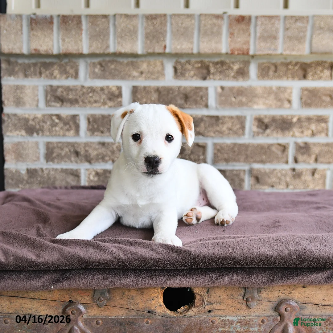 Jack Russell Terrier dogs for sale: Captain - Ad 2