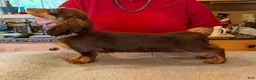 Miniature Dachshund dogs for sale: Russian AKC boy - Ad 2