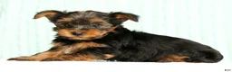 Yorkshire Terrier dogs for sale: Mason - Ad 7