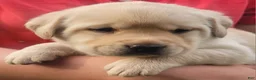 Labrador Retriever dogs for sale: Meadow  - Ad 11