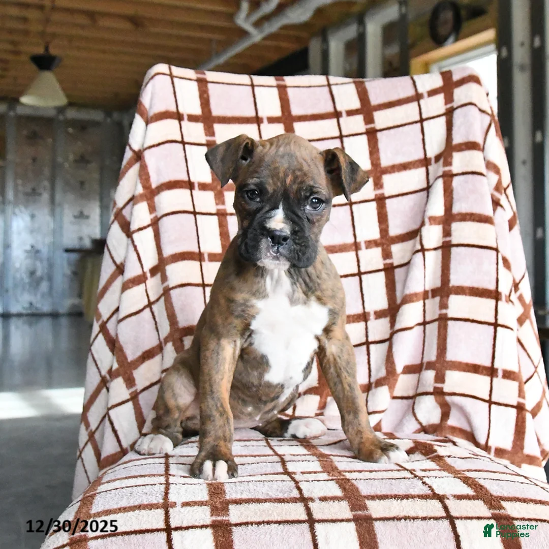 Boxer dogs for sale: Lolli - Ad 2