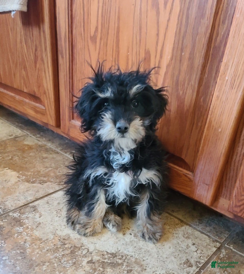 Cavapoo dogs POMAGRANT - Ad 2