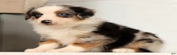 Miniature Australian Shepherd dogs for sale: Daisy - Ad 7