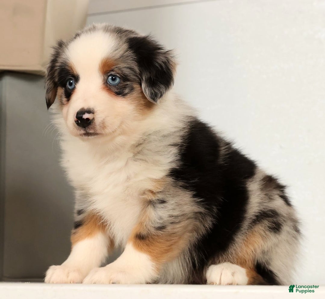 Miniature Australian Shepherd dogs for sale: Daisy - Ad 7