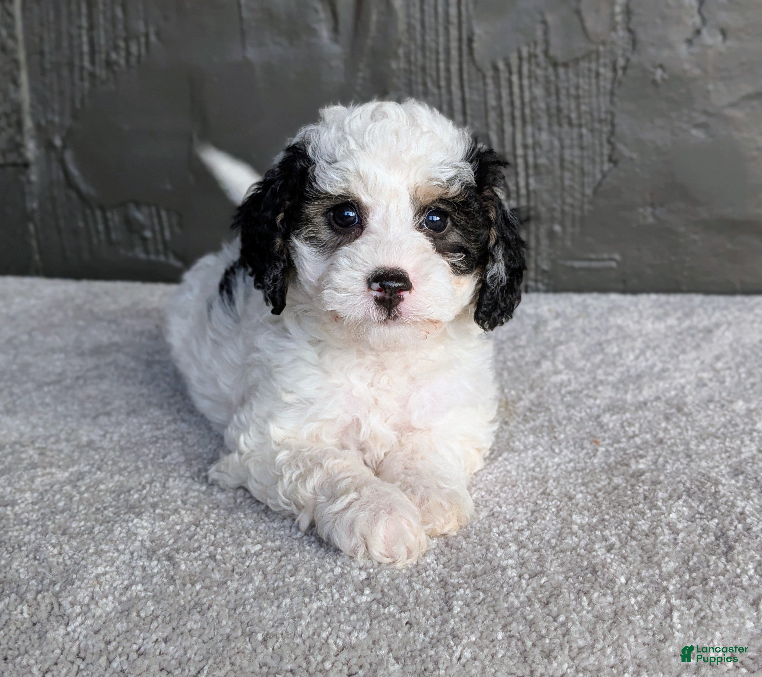 Mini Bernedoodle dogs Ceaser  - Ad 1