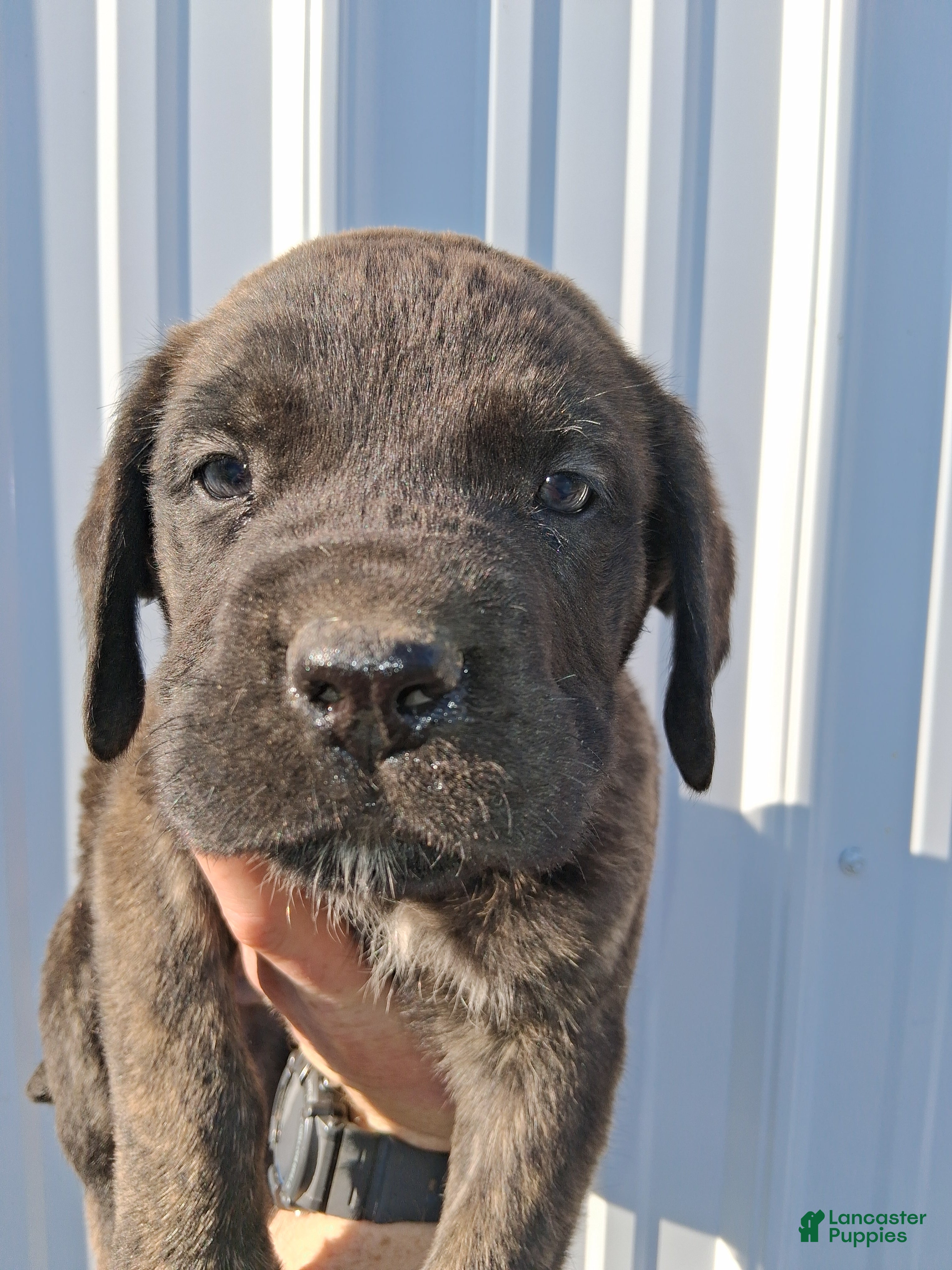 English Mastiff dogs Diesel - Ad 1