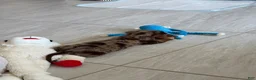 Miniature Dachshund dogs for sale: Miniature Long Haired Dapple Dachshund  - Ad 15