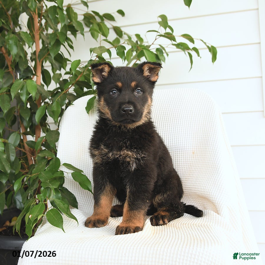 German Shepherd dogs Koda - Ad 11