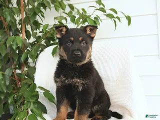 German Shepherd dogs Koda - Ad 31