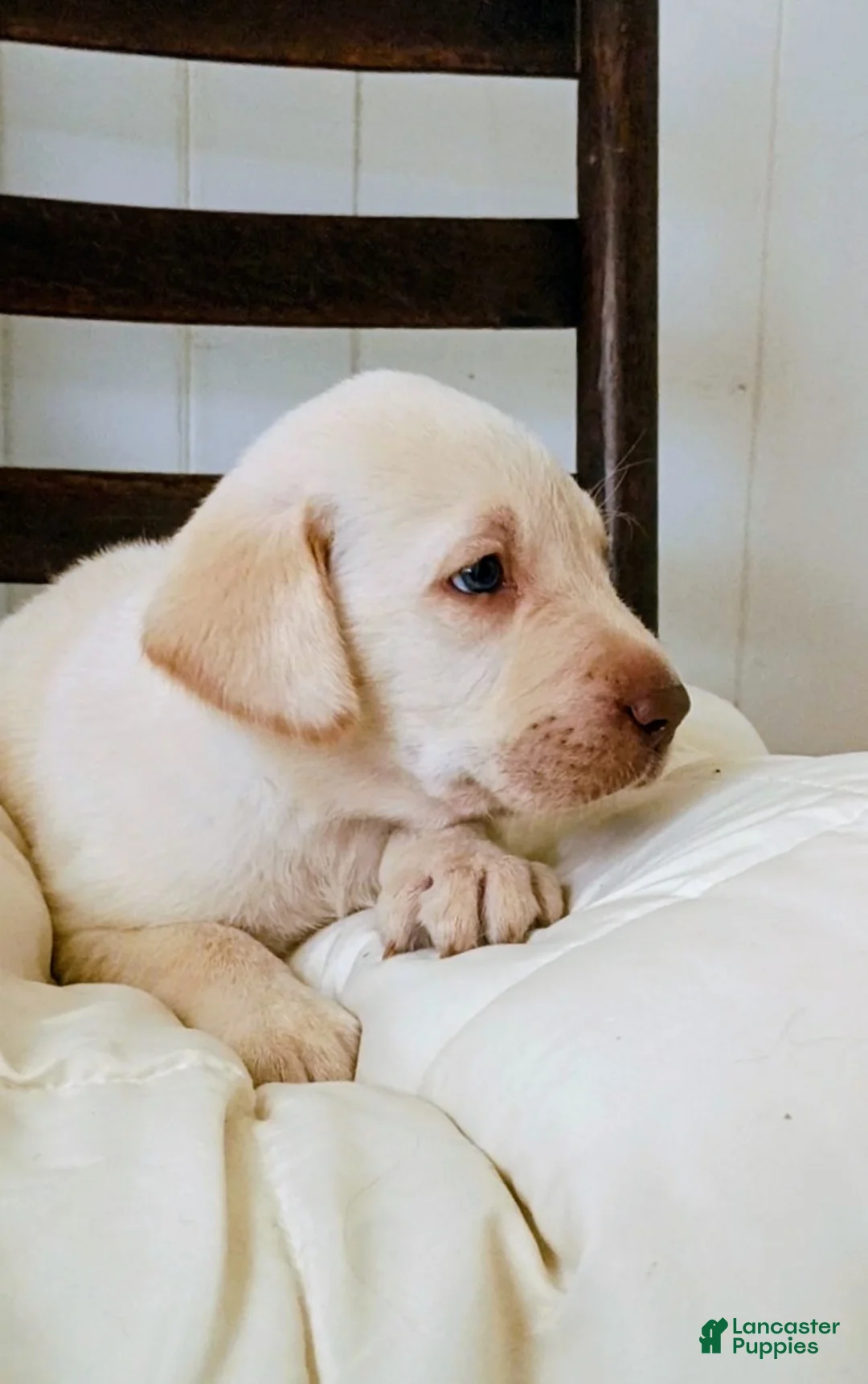 Labrador Retriever dogs for sale: Labrador Retriever Puppy 2 - Ad 2