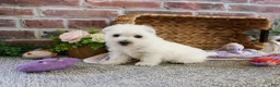 West Highland Terrier dogs for sale: Delight - Ad 6
