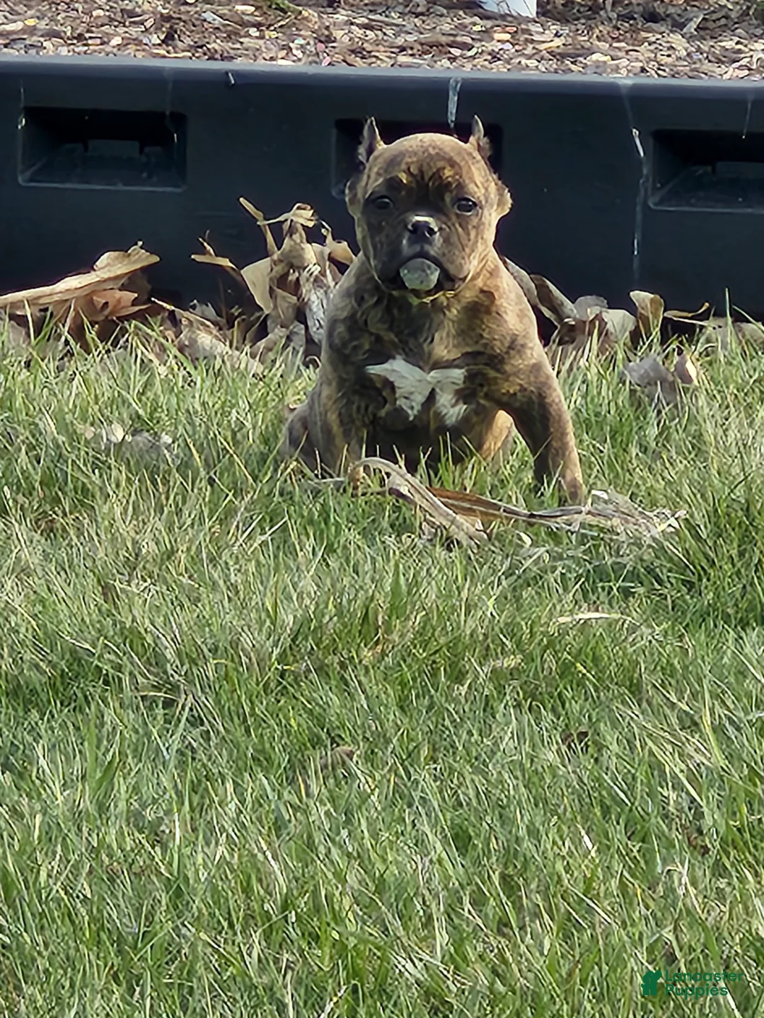 American Bully dogs for sale: American Bully Puppy 1 - Ad 1