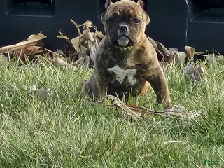 American Bully dogs American Bully Puppy 1 - Ad 31