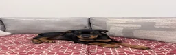 Rottweiler dogs for sale: Light pink Collar Girl - Ad 3