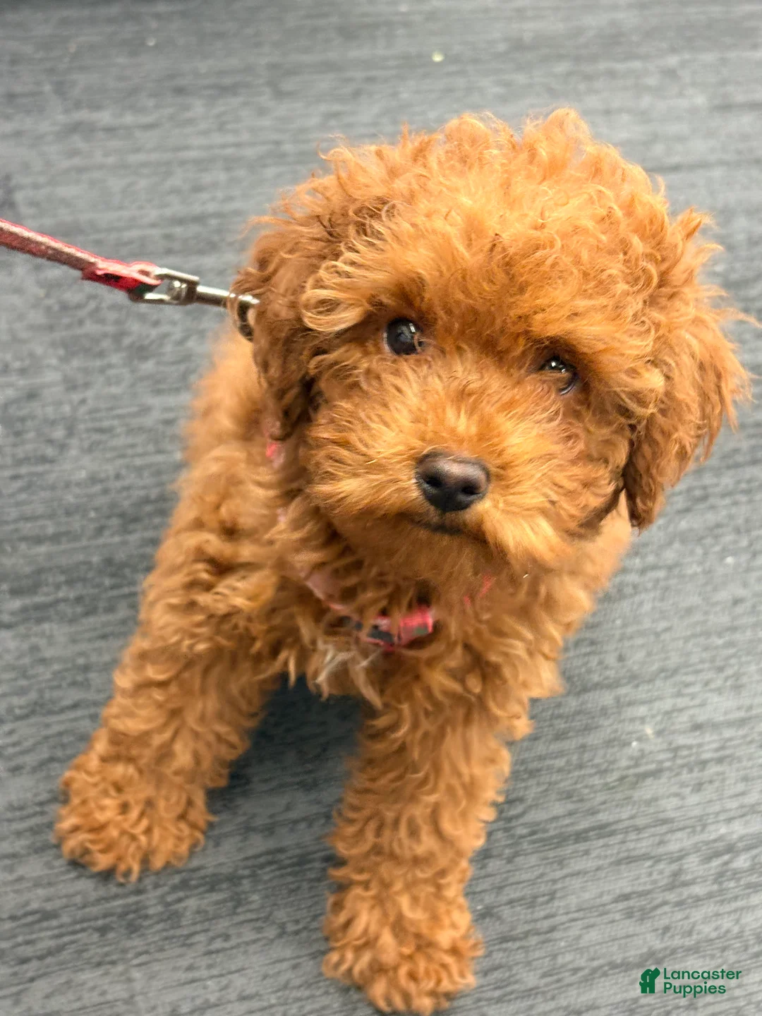 Toy Poodle dogs for sale: Toy Poodle Puppy 1 - Ad 1