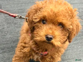 Toy Poodle dogs Toy Poodle Puppy 1 - Ad 16