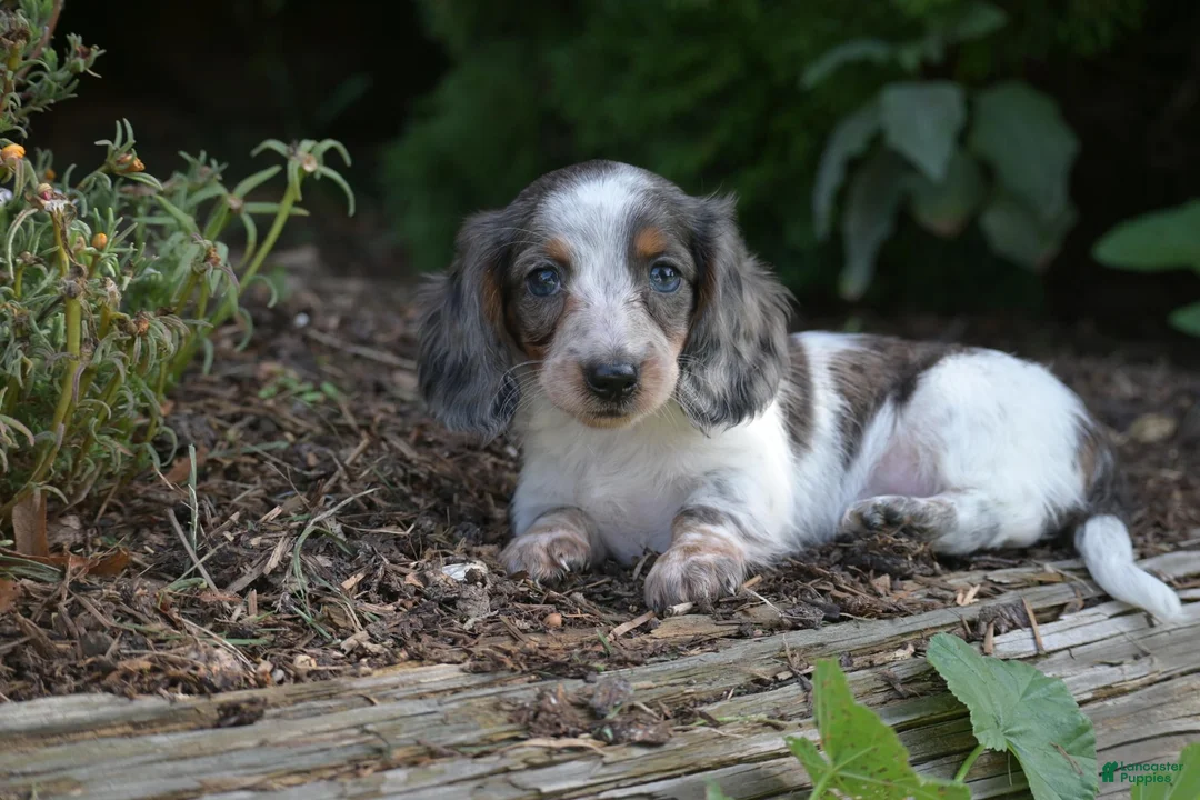 Miniature Dachshund dogs for sale: Dolly - Ad 5