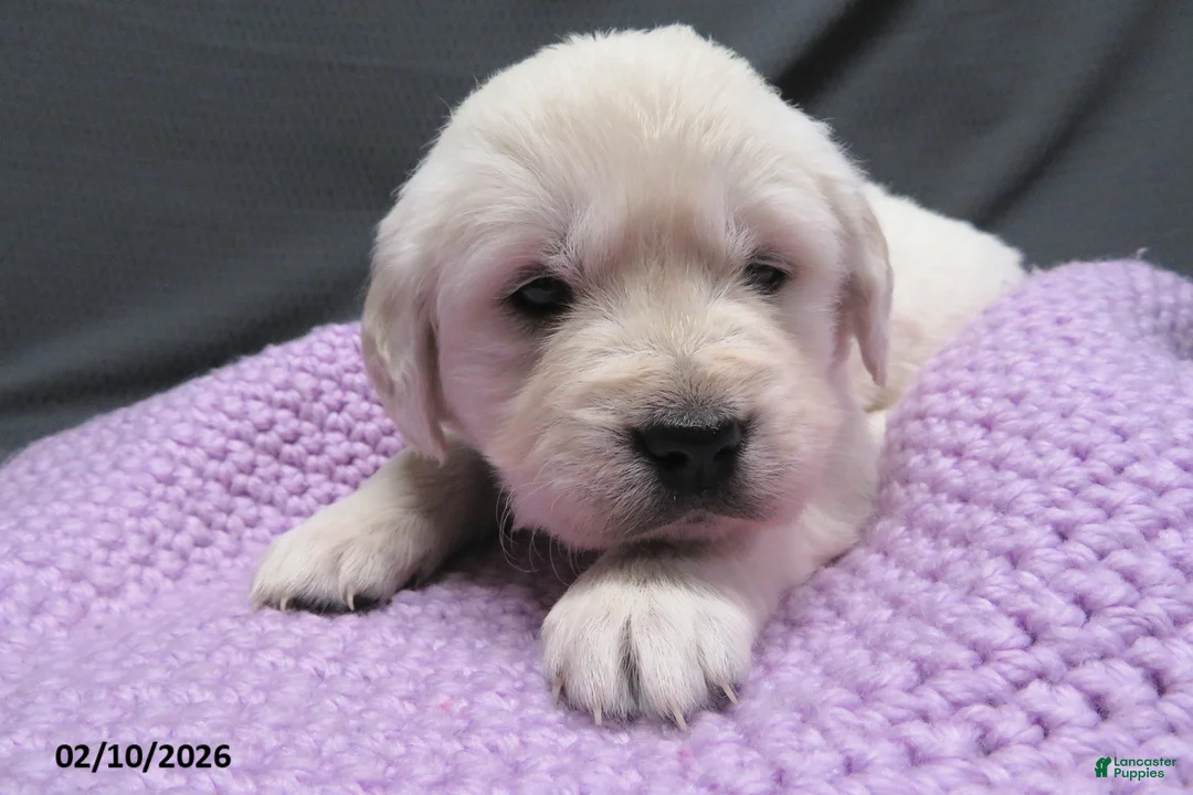 Golden Retriever dogs for sale: Sugar - Ad 2