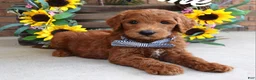 Goldendoodle dogs for sale: Rusty - Ad 5