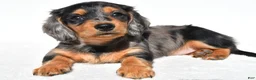 Miniature Dachshund dogs for sale: Angel - Ad 9