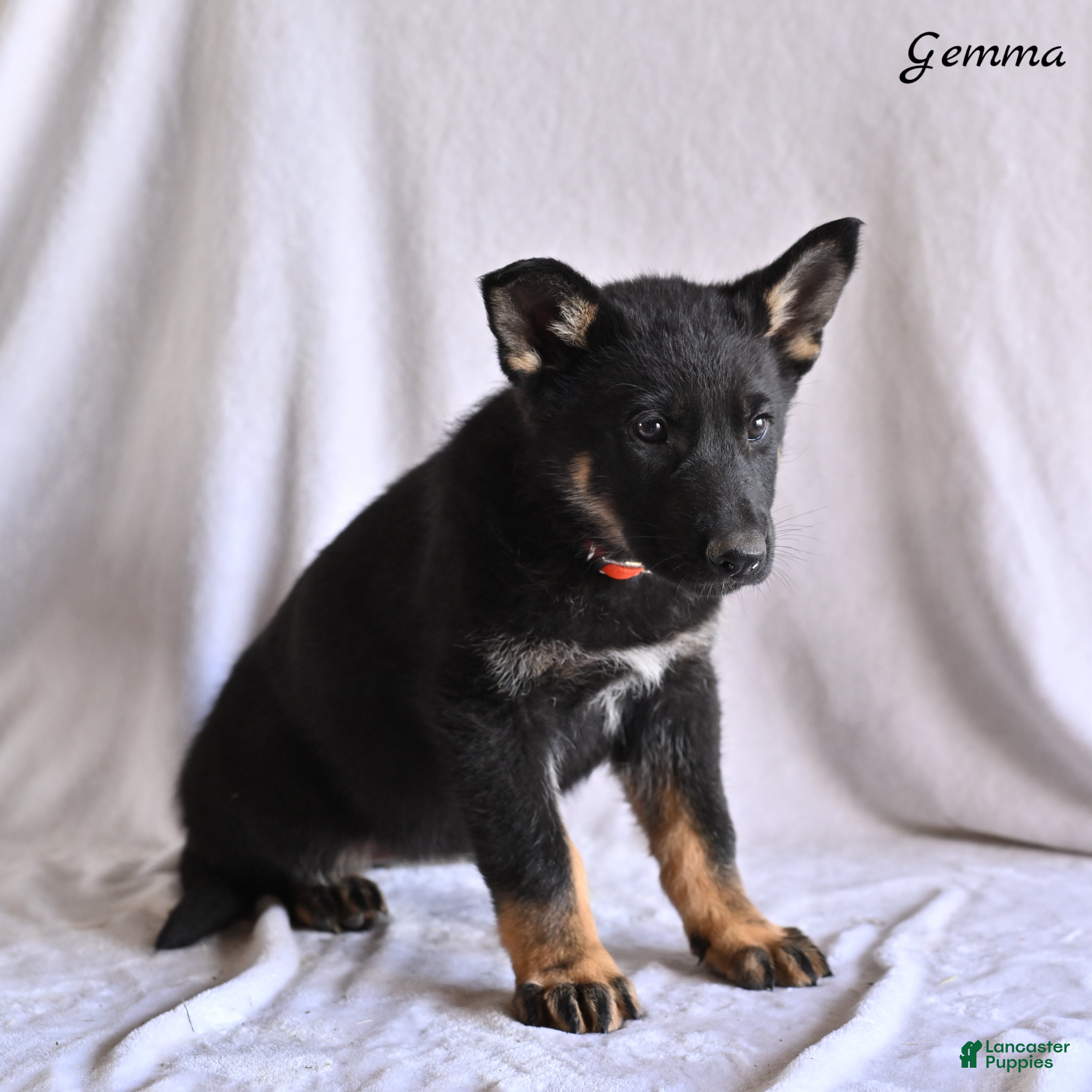 German Shepherd dogs Gemma - Ad 2