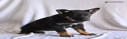 German Shepherd dogs for sale: Gemma - Ad 2