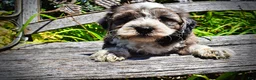 Havapoo dogs for sale: Icon - Ad 7