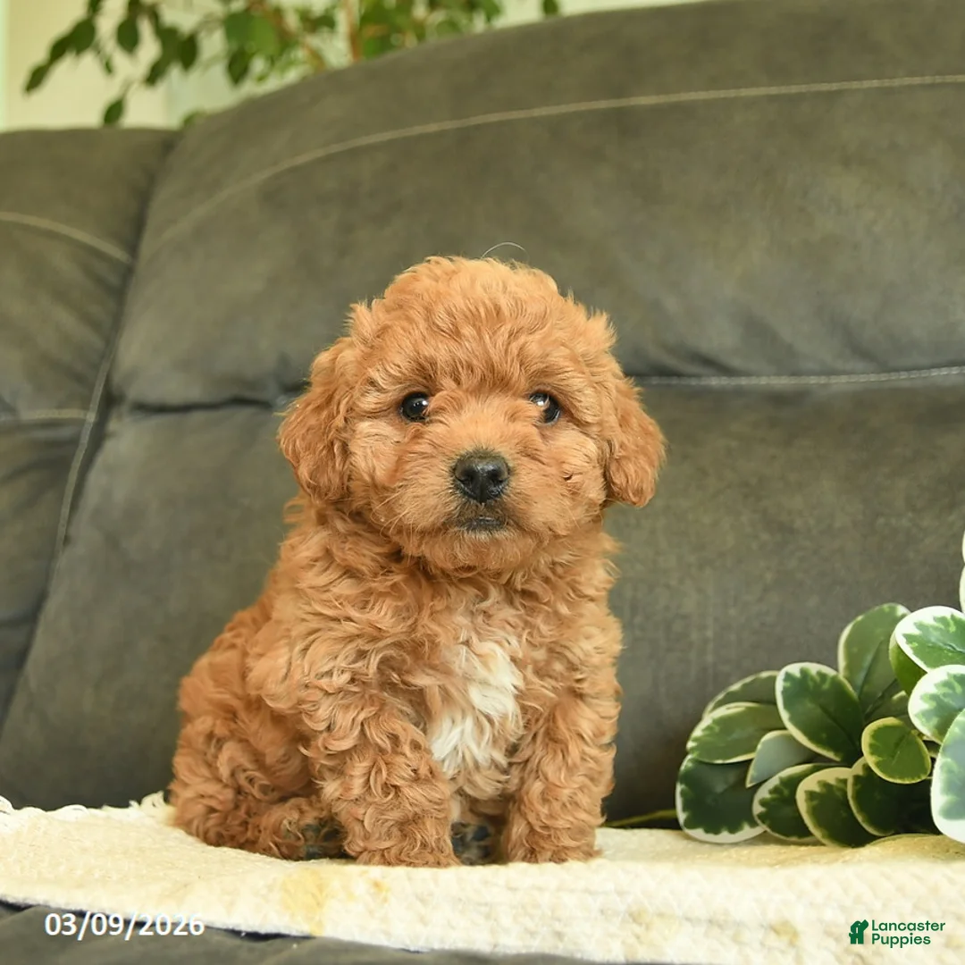 Labradoodle dogs for sale: Chuckles  - Ad 2