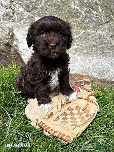 Havanese dogs Jasper - Ad 2