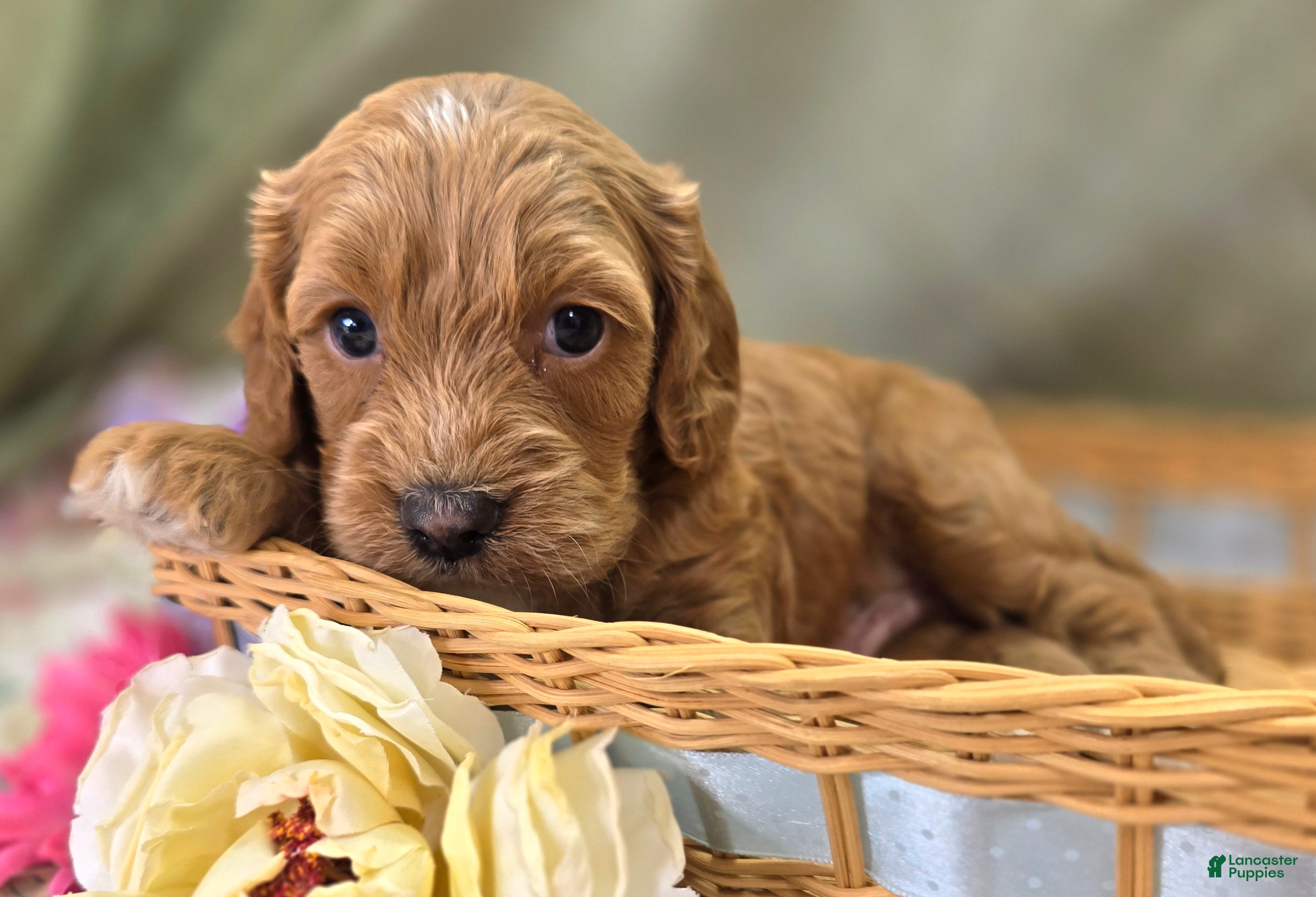Cockapoo dogs Bud - Ad 18