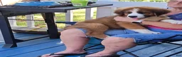 Mixed Breed dogs for sale: Marley - Ad 64