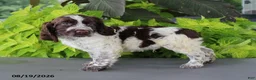 English Springer Spaniel dogs for sale: Macky - Ad 3