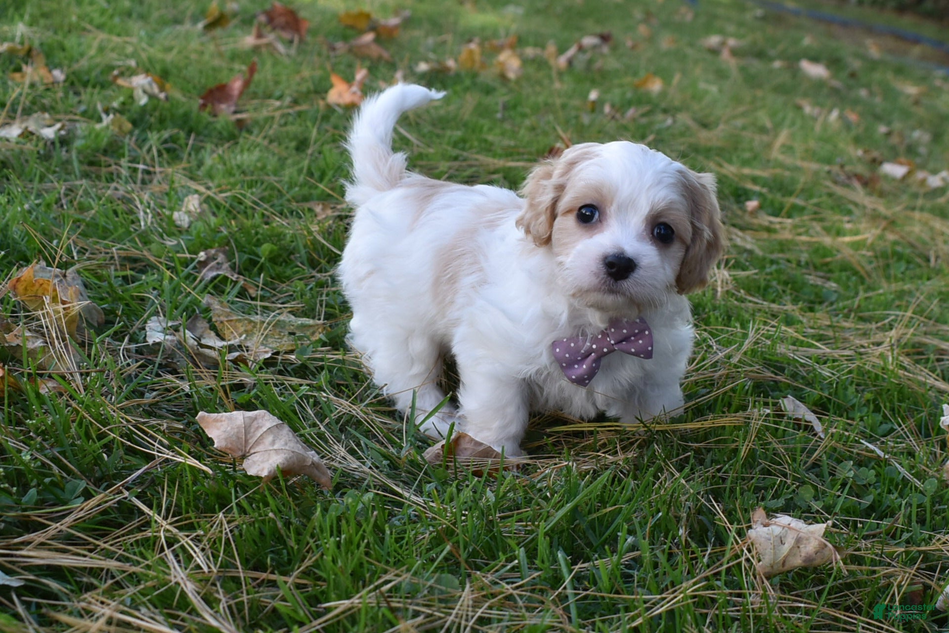 Cavachon dogs Carley  - Ad 2
