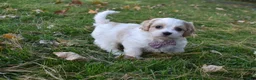 Cavachon dogs for sale: Carley  - Ad 2