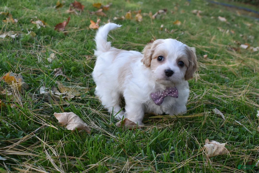 Cavachon dogs for sale: Carley  - Ad 2
