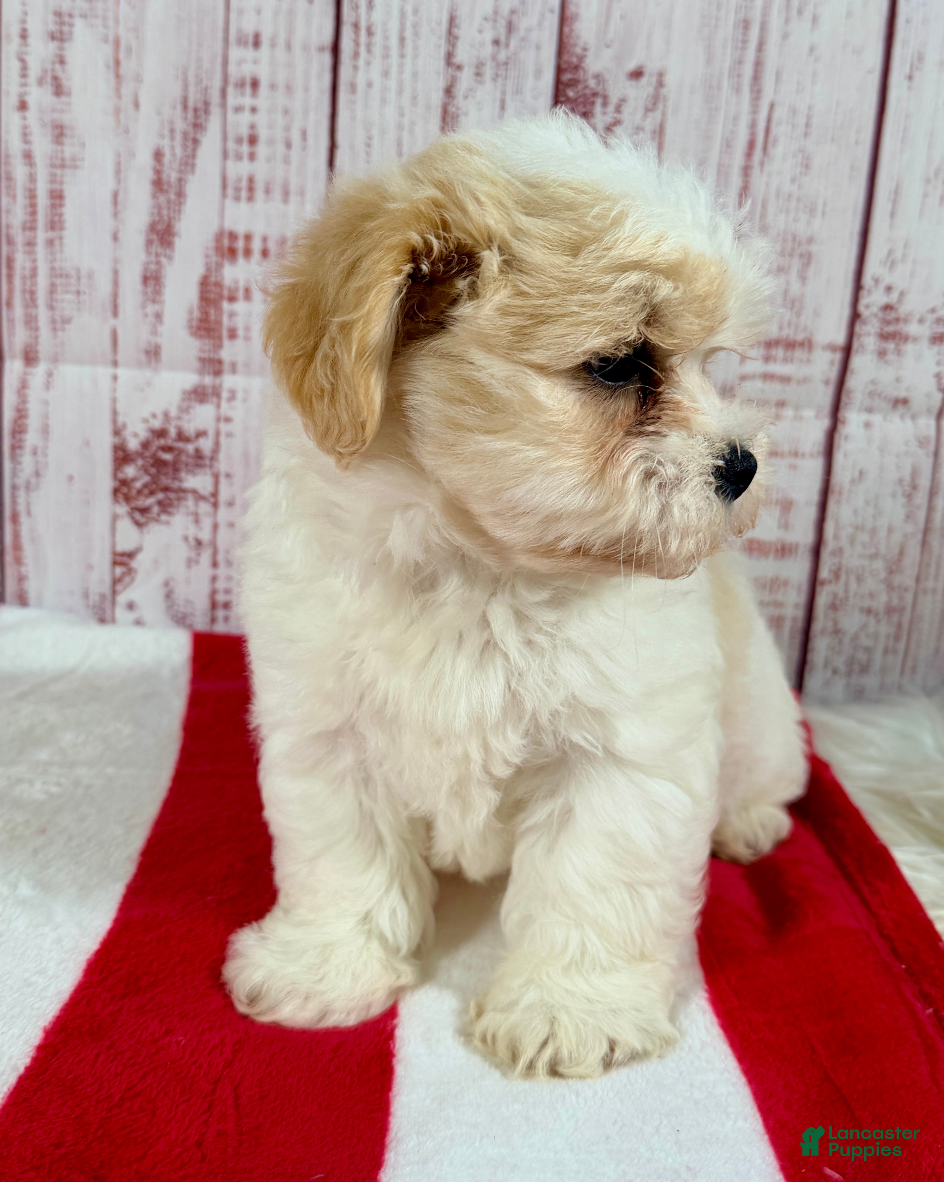 Teddy Bear dogs Funshine Bear - Ad 2