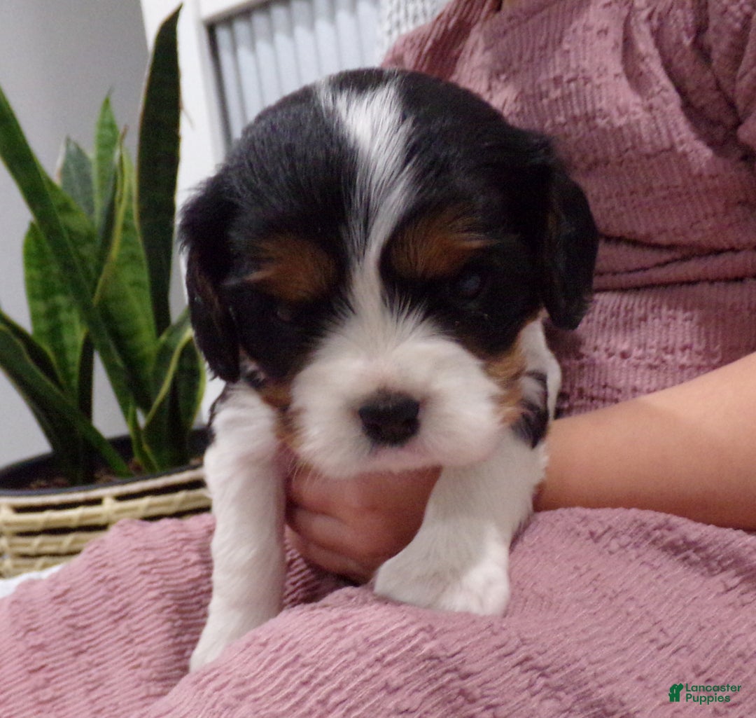 Cavalier King Charles Spaniel dogs for sale: Cavalier King Charles Spaniel Puppy 3 - Ad 3