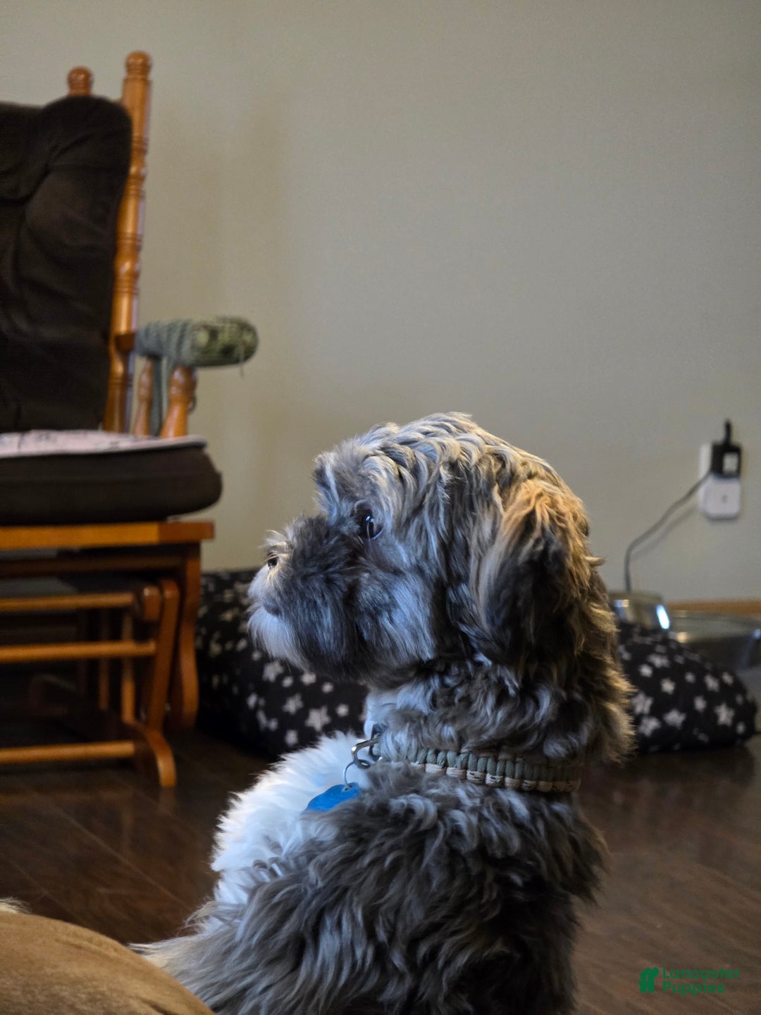 Mixed Breed dogs for sale: Mixed Breed Puppy 2 (Lincoln) - Ad 3