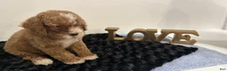 Mini Goldendoodle dogs for sale: Wyatt - Ad 8